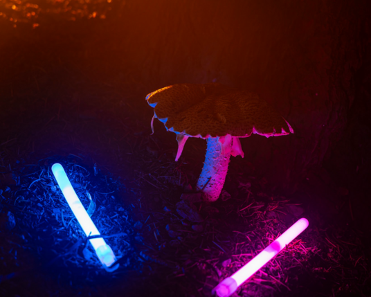 A rainforest mushroom has a rave-like experience, with blue and pink glowsticks illuminating the stem and the glow from a campfire reflecting off the top. A rainforest mushroom has a rave-like experience, with blue and pink glowsticks illuminating the stem and the glow from a campfire reflecting off the top.