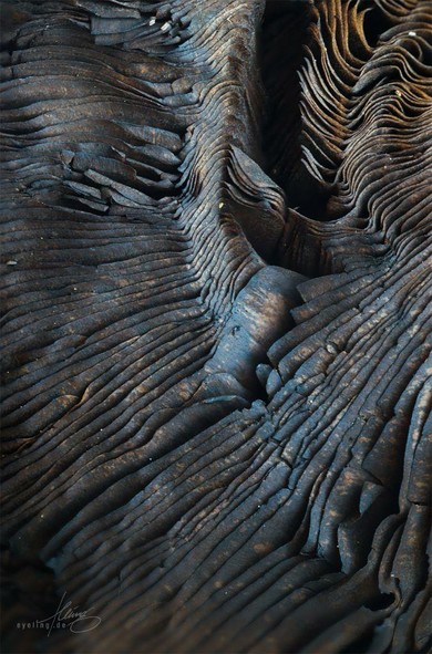 Lamella of a fungus (macro photo). Like a thousand page book watered and molded together then burnt to ash. alien and organic Lamella of a fungus (macro photo). Like a thousand page book watered and molded together then burnt to ash. alien and organic