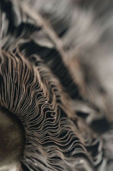 Extteme perspective shot of fungi lamella from the stem outwards. Looks like brown waves disappearing into grey mist Extteme perspective shot of fungi lamella from the stem outwards. Looks like brown waves disappearing into grey mist