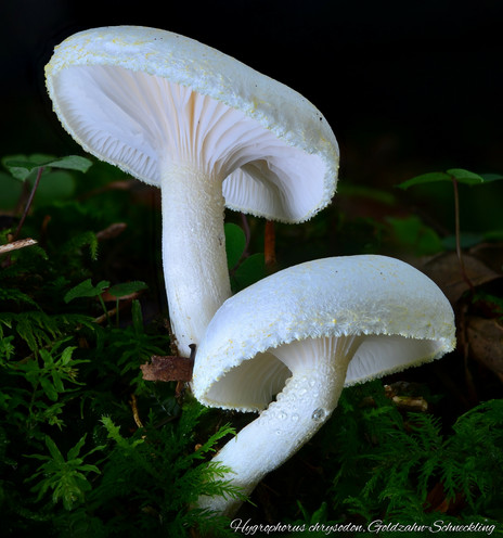 A Mushroom.
Hygrophorus chrysodon, commonly known as the flaky waxy cap. A Mushroom.
Hygrophorus chrysodon, commonly known as the flaky waxy cap.