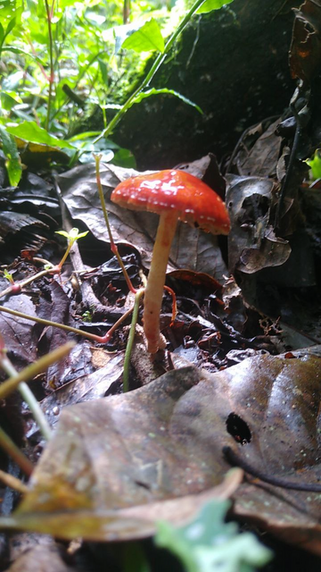 A red mushroom among dead leaves. A red mushroom among dead leaves.