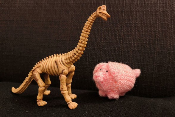 Ein haekelschwein neben einem etwa doppelt so großen Diplodocus-Skelett