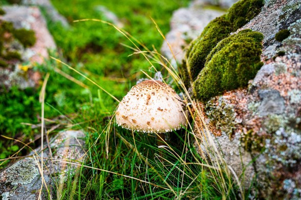 Foto detalle de una seta naciendo en el borde unas rocas cubiertas de musgo. Foto detalle de una seta naciendo en el borde unas rocas cubiertas de musgo.