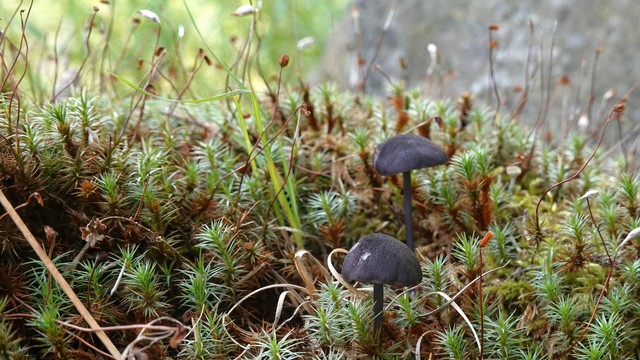 Two black Blue Edge Pinkgill (Entoloma serrulatum) mushroom in Haircap moss Two black Blue Edge Pinkgill (Entoloma serrulatum) mushroom in Haircap moss