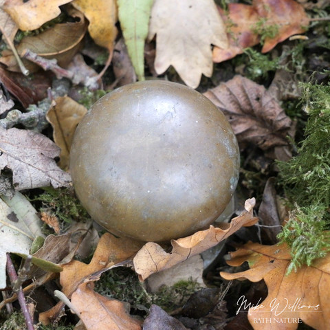 What appears to be a brown mushroom on a woodland floor (see next photo to see what it actually is) What appears to be a brown mushroom on a woodland floor (see next photo to see what it actually is)