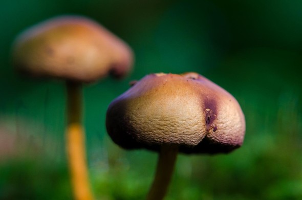 Das Foto zeigt einen kleinen Pilz, der aussieht wie ein menschliches Hinterteil. Im Hintergrund, in der Unschärfe, ist ein weiterer Pilz zu erkennen. Das Foto zeigt einen kleinen Pilz, der aussieht wie ein menschliches Hinterteil. Im Hintergrund, in der Unschärfe, ist ein weiterer Pilz zu erkennen.