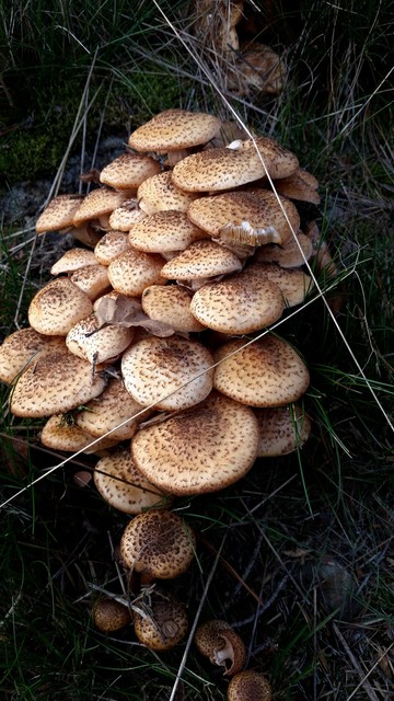 A dense cluster of mushrooms, Armillaria ostoyae(?) grows on the forest floor, surrounded by pine needles and grasses. The mushroom caps are flat and light brown, with dark brown scales. Two larger mushrooms have already been gnawed on, revealing the white mushroom flesh and light brown gills. A dense cluster of mushrooms, Armillaria ostoyae(?) grows on the forest floor, surrounded by pine needles and grasses. The mushroom caps are flat and light brown, with dark brown scales. Two larger mushrooms have already been gnawed on, revealing the white mushroom flesh and light brown gills.