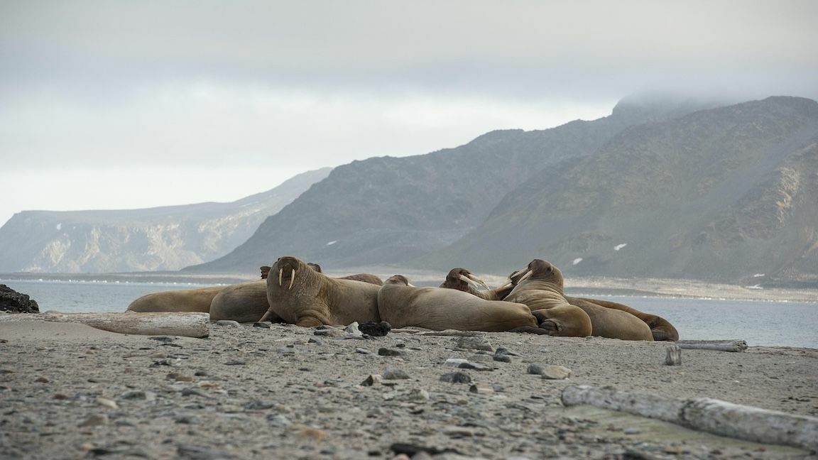 16:9 Walrus (Joffi2017/Pixabay)