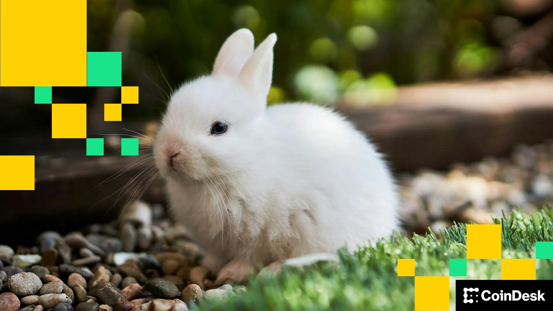 Fluffy bunny (Pablo Martinez/Unsplash) Fluffy bunny (Pablo Martinez/Unsplash)